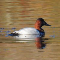 Canvasback